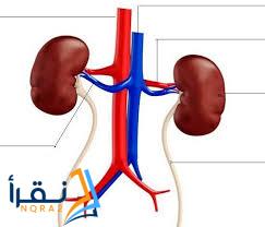 أفضل فوار لعلاج التهاب المسالك البولية