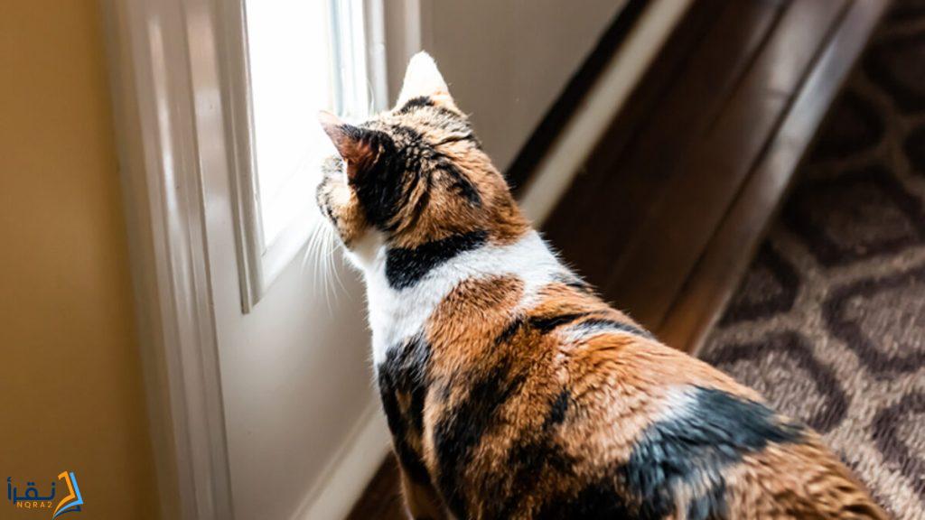 كيف اخلي قطتي تعرف اسمها وكيفية تدريب القطة على إسمها؟ وهل من الممكن