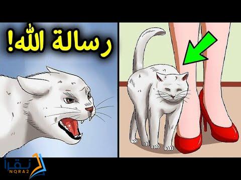 سبب تمسح القطط بالانسان