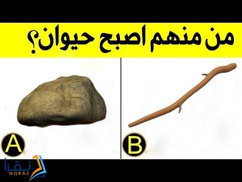 ماهو الشي الذي خلق من حجر